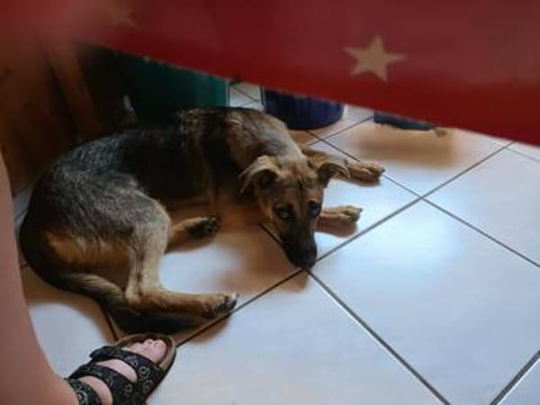 Leilli, Zuckerschnute sucht Körbchen