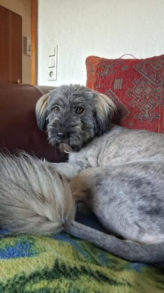 🐾❤ Wunderschöne Gina (E)
