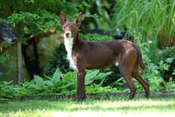 Knuffiger Chocapic1 sucht ein Zuhause