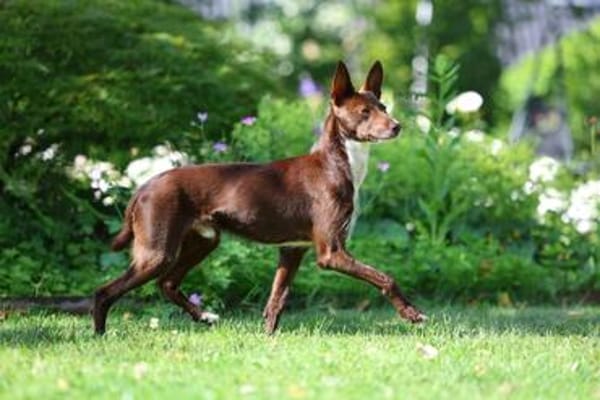 Knuffiger Chocapic1 sucht ein Zuhause