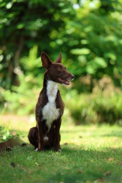 Knuffiger Chocapic1 sucht ein Zuhause