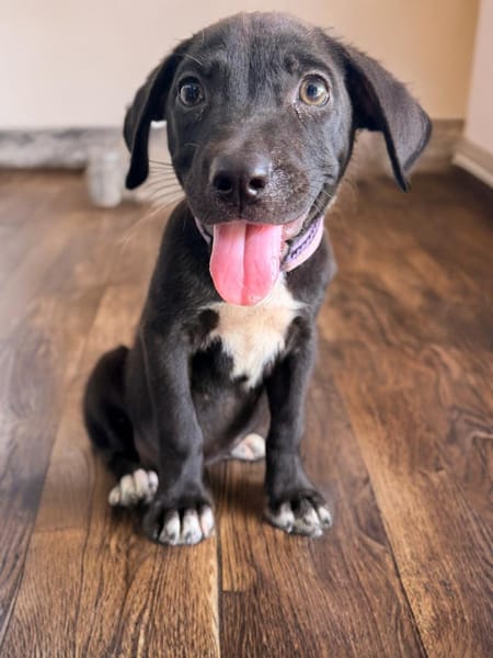 LIERA, chiot femelle Berger Créole