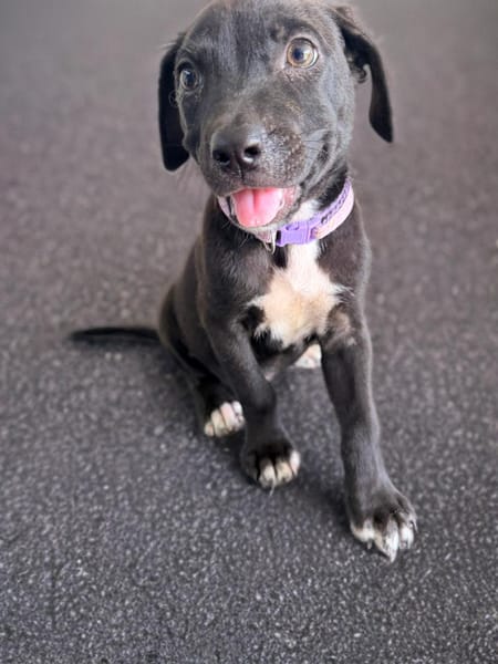 LIERA, chiot femelle Berger Créole