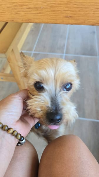 TIKA
