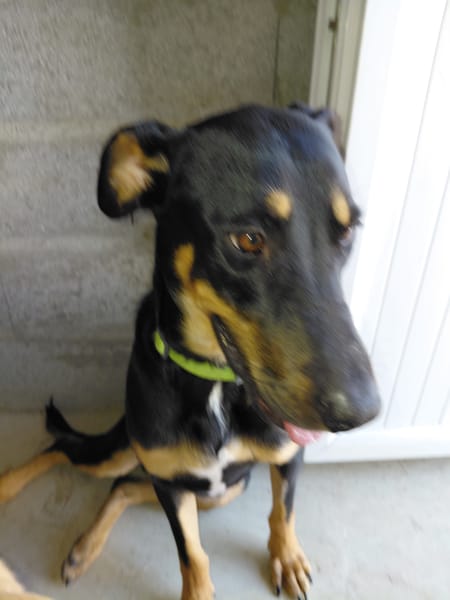 KOKA chien croisé beauceron