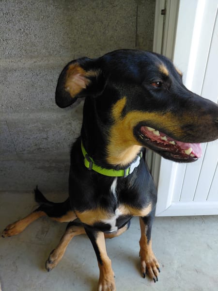 KOKA chien croisé beauceron