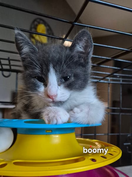 BOOMY