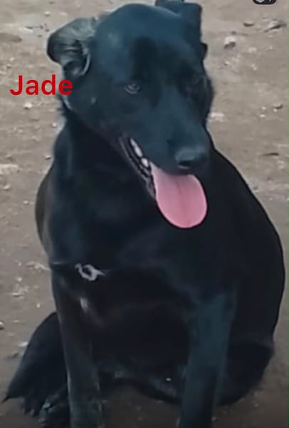 Jade