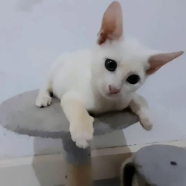 ✨️ ZEPHYR ✨️ 🐱