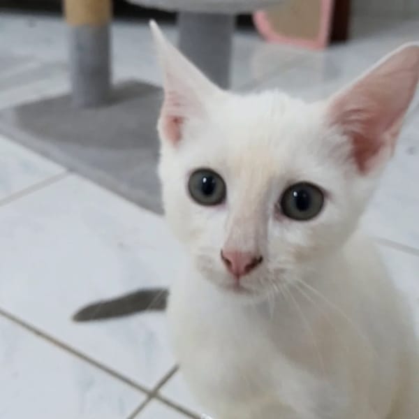 ✨️ ZEPHYR ✨️ 🐱