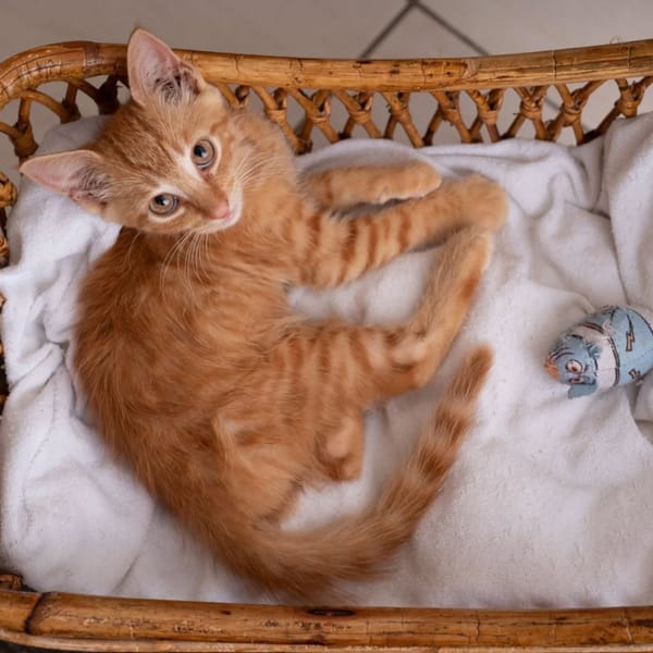 ✨️ COOPER ✨️ 🐱