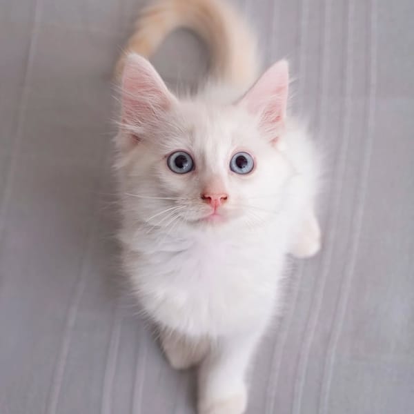 ✨️ SPICY ✨️ 🐱