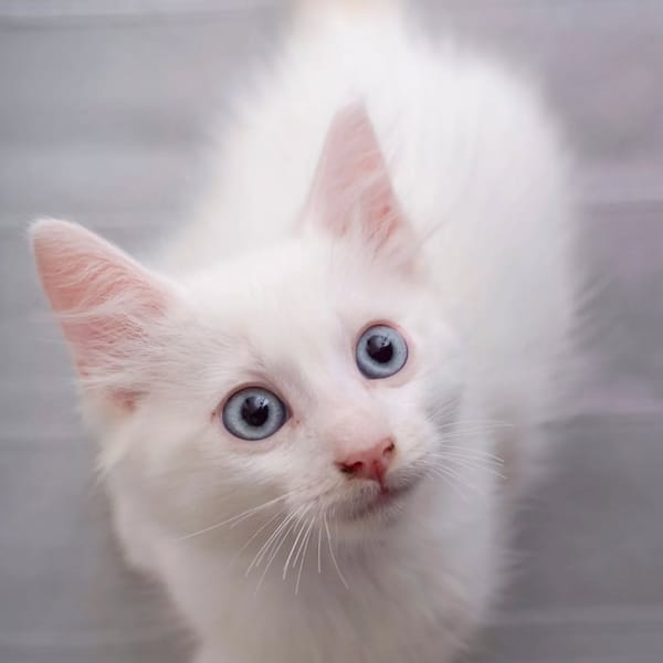 ✨️ SPICY ✨️ 🐱