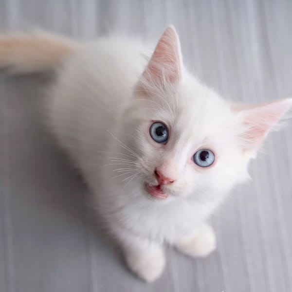 ✨️ SPICY ✨️ 🐱