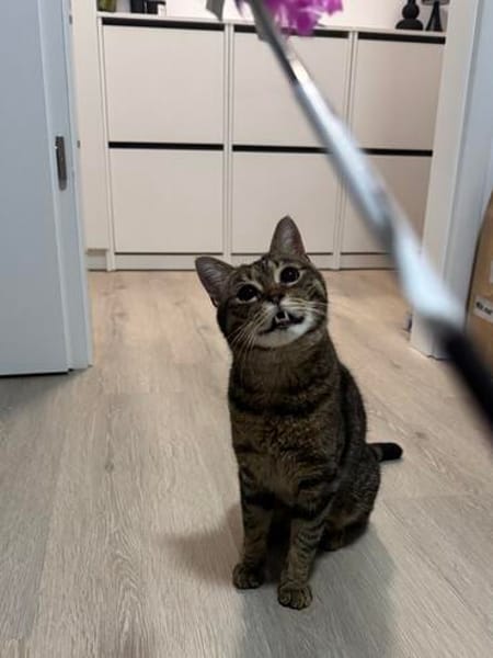Sozialer Kater PEPPINO sucht Zuhause!
