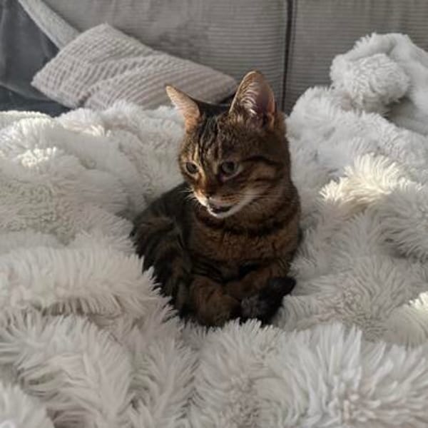 Sozialer Kater PEPPINO sucht Zuhause!