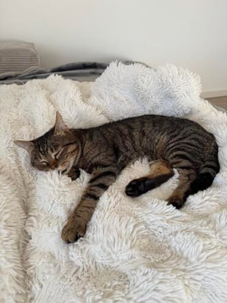 Sozialer Kater PEPPINO sucht Zuhause!