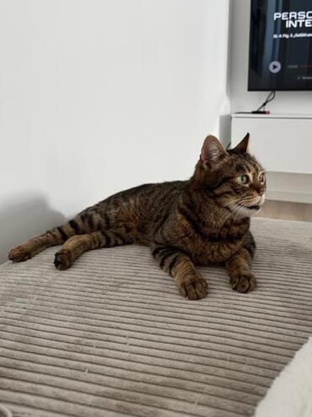 Sozialer Kater PEPPINO sucht Zuhause!