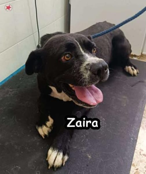 Zaira