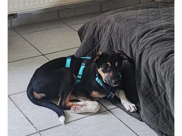 Leah - wartet in 27367 Sottrum