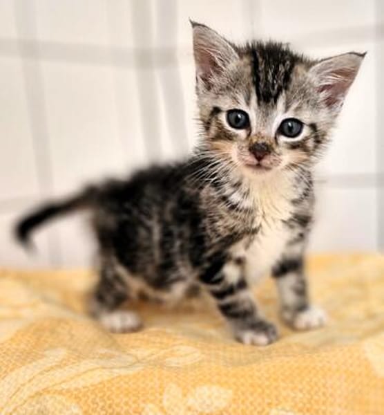 Katzenkind Valentino