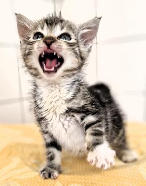 Katzenkind Valentino