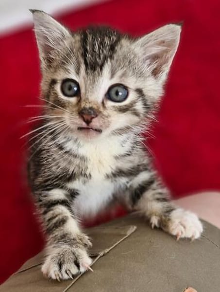 Katzenkind Valentino