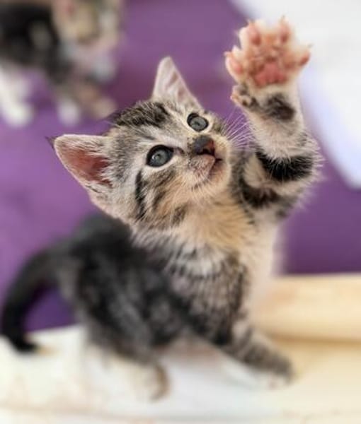 Katzenkind Valentino