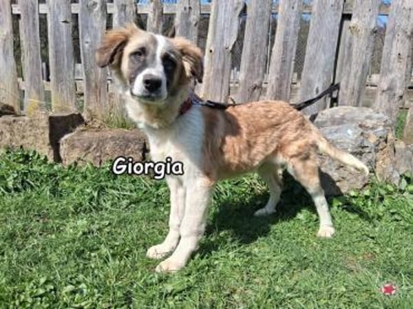 GIORGIA