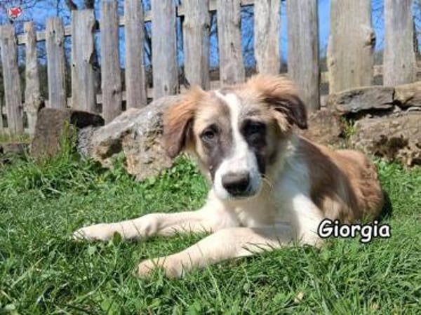 GIORGIA