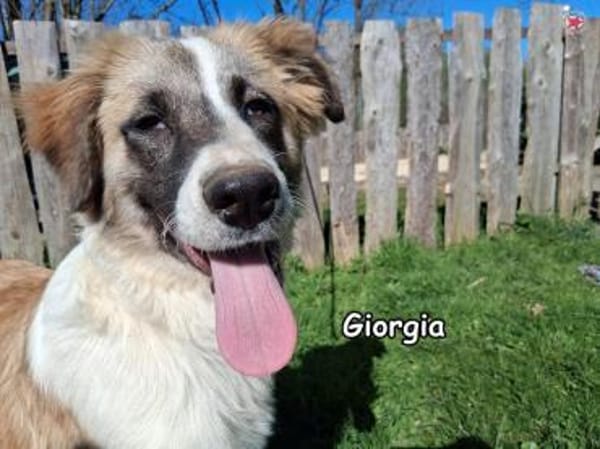 GIORGIA