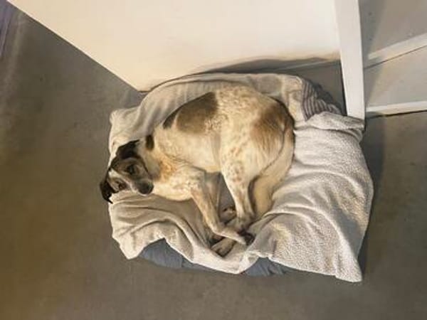 Liebevoller Hund REX sucht sein Zuhause!