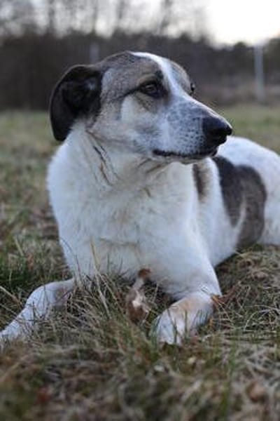Liebevoller Hund REX sucht sein Zuhause!