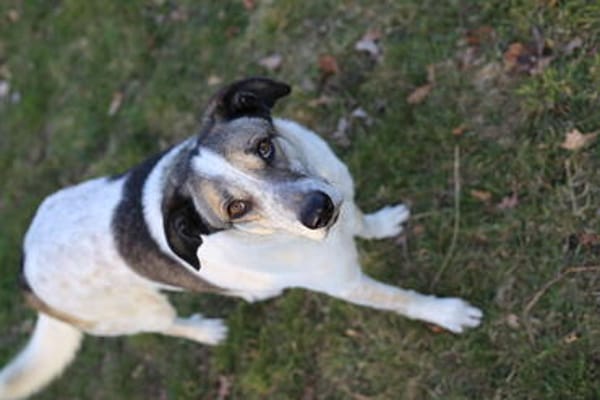 Liebevoller Hund REX sucht sein Zuhause!