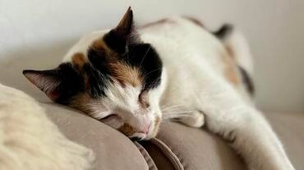 Coco, liebevolle Katzendame, ca. 4 Jahre