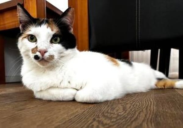Coco, liebevolle Katzendame, ca. 4 Jahre