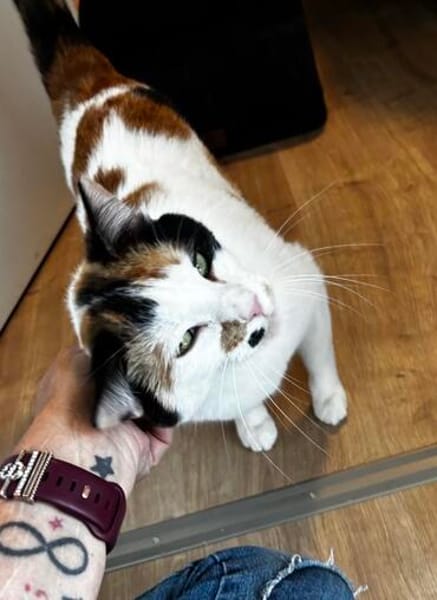 Coco, liebevolle Katzendame, ca. 4 Jahre