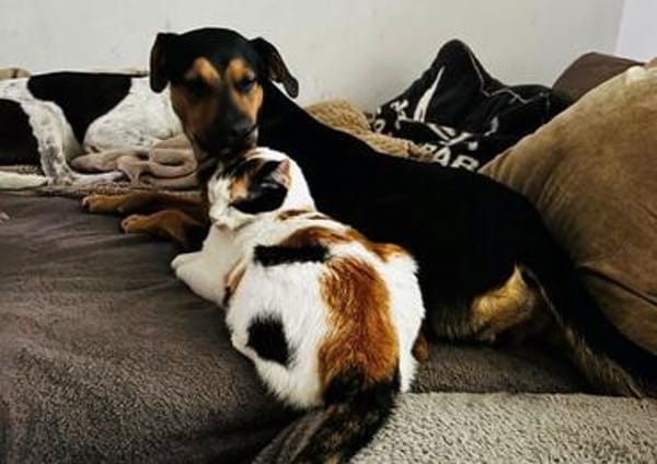 Coco, liebevolle Katzendame, ca. 4 Jahre