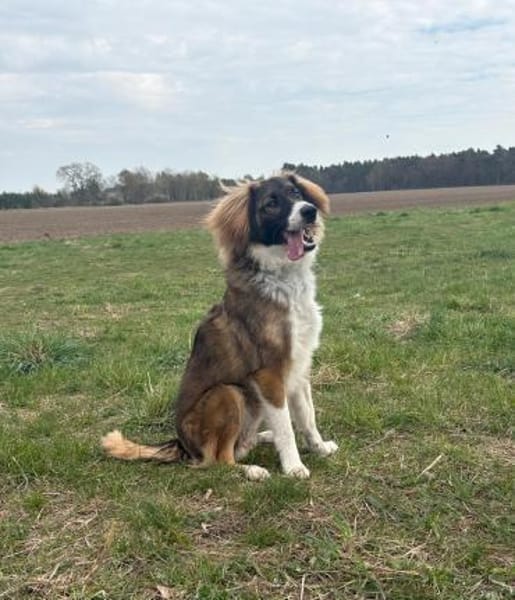 Bounty  junger, kluger Rüde