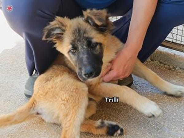 Trilli