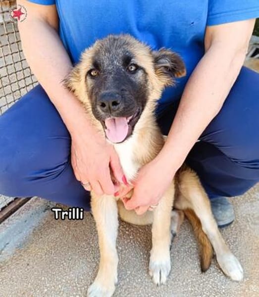 Trilli