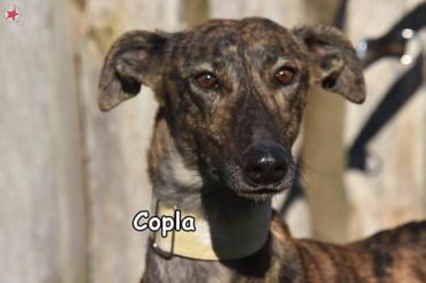 COPLA