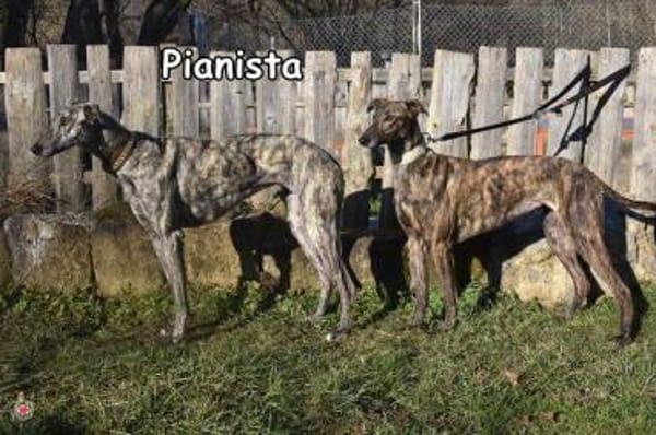 PIANISTA