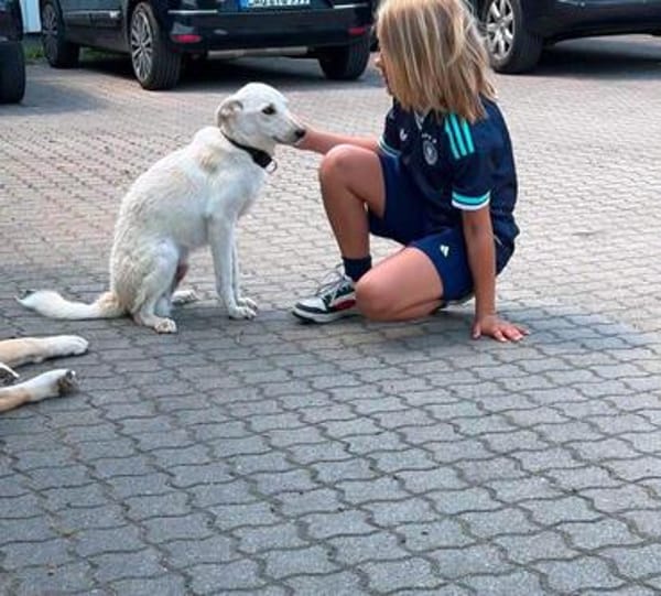 Herzenshund Hatiko auf PS in 91217