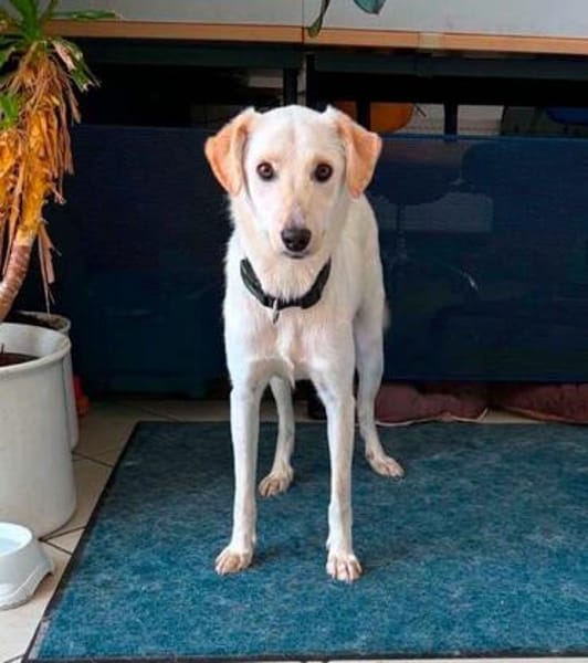 Herzenshund Hatiko auf PS in 91217