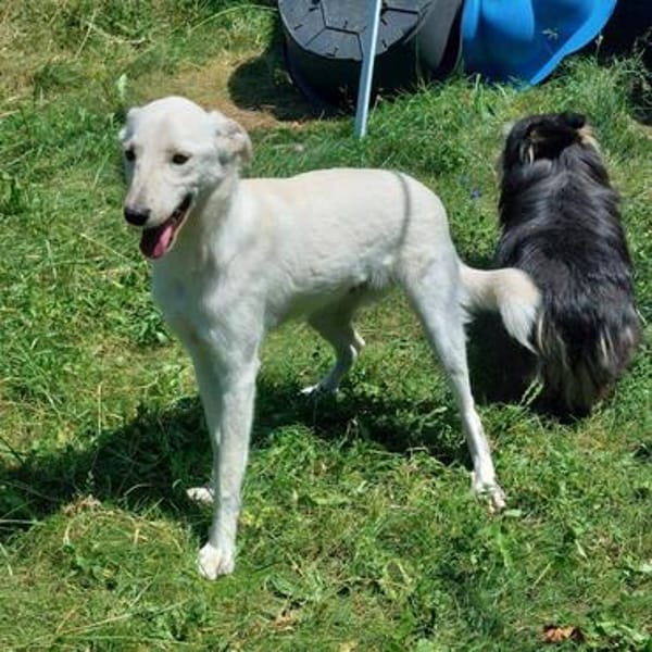 Herzenshund Hatiko auf PS in 91217
