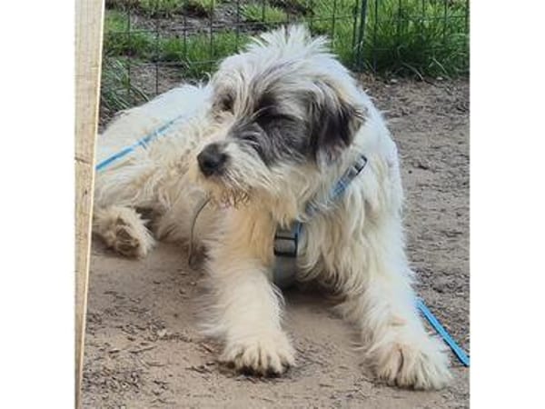 Sassie - wartet in 96160 Geiselwind
