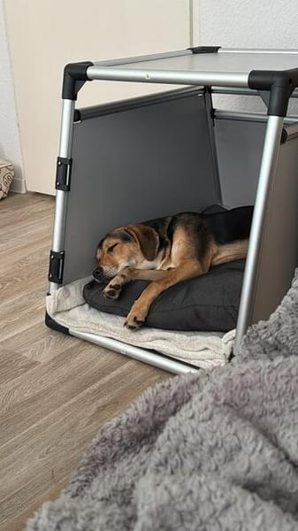 Tolle, liebenswerte, aktive Ariel sucht