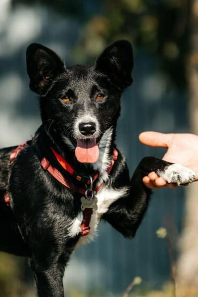Ruhige Lucy sucht ihre Menschen