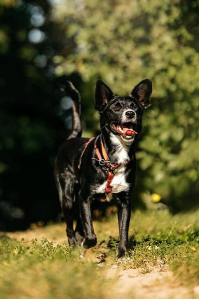 Ruhige Lucy sucht ihre Menschen